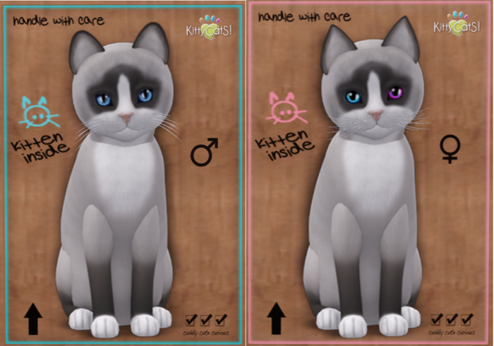 KittyCatS Box - Snowshoe - Bluepoint - Male & Female Set,  Odyssey Carnival  eyes