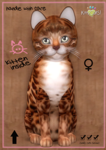 KittyCatS Box - Teacup Bengal -  Illume -P ewter (female)