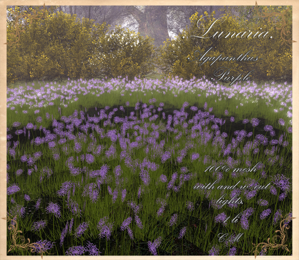 .Lunaria. Agapanthus - Purple 