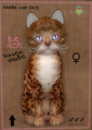 8T Kittycats - Bengal - Copper (female)