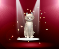 Kittycats 9T F New Born Kitten Box Scottish Fold - Champagne Faded Flower