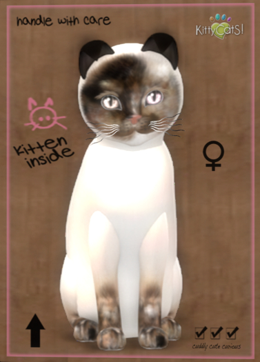 8T Kittycats Siamese - Chocolate Tortie (female)