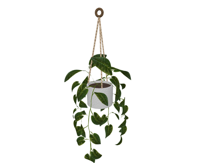 Ivy Planter on Rope LONG
