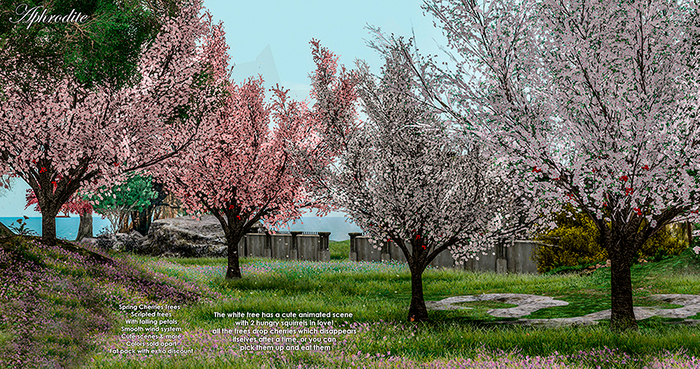  Cherry tree