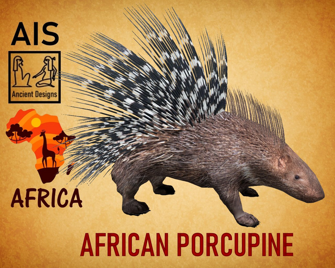 African Porcupine