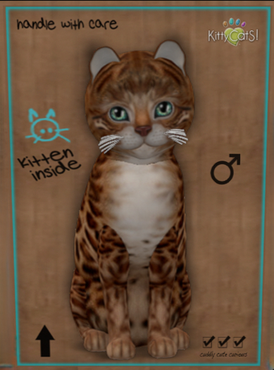 6T KittyCatS Box - Bengal - Copper (male)