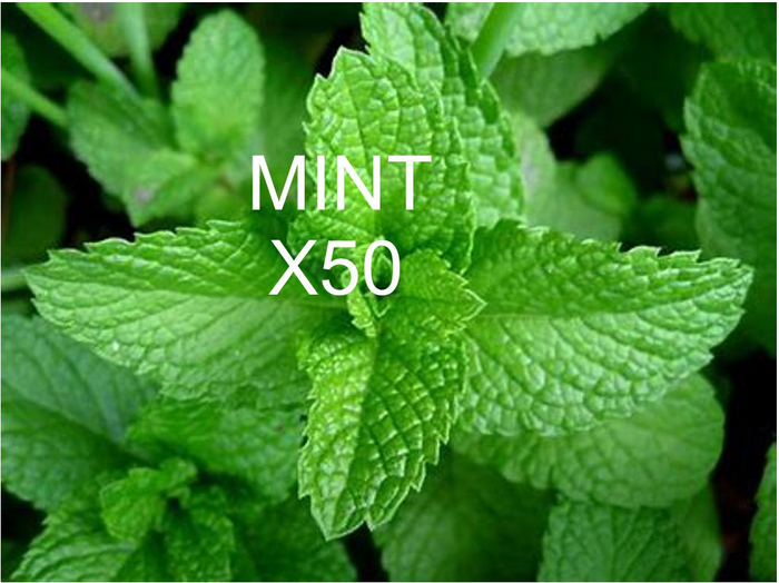 HERBS MYSTORY MINT X 50
