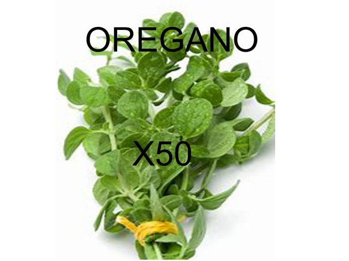 HERBS MYSTORY OREGANO X 50