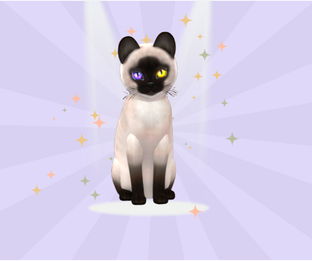 9T F Kittycats Box Siamese - Seal Festive Odyssey