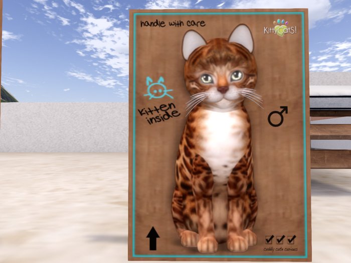 KittyCatS Box - Bengal - Copper- Illume - boy - Petite