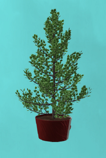 DFS Maple Tree - Canada Day Mini Maple (FSB#75) RARE