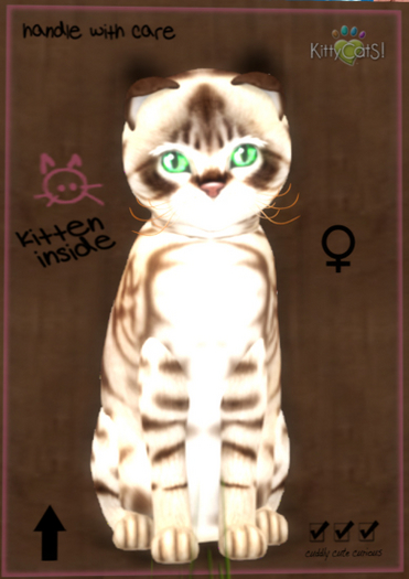 KittyCatS Box - New Born Kitten