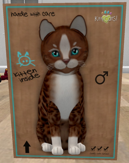 KittyCatS Box - New Born Kitten