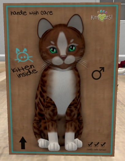 KittyCatS Box - New Born Kitten