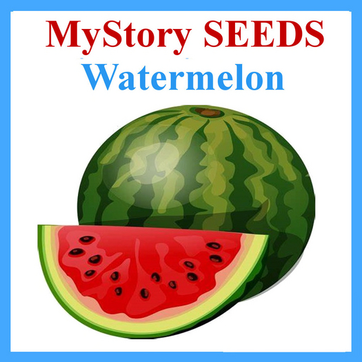 MyStory Seeds (Watermelon) x 25