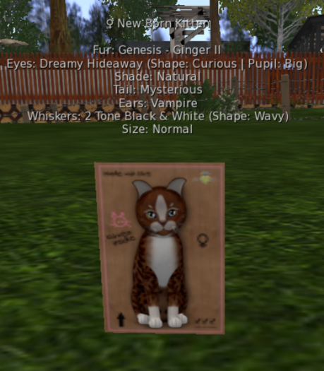 KittyCatS Box - Genesis- Ginger II