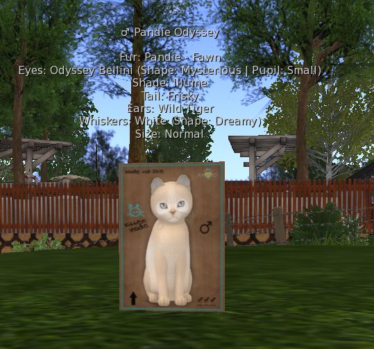 KittyCatS Box - Pandie- Fawn