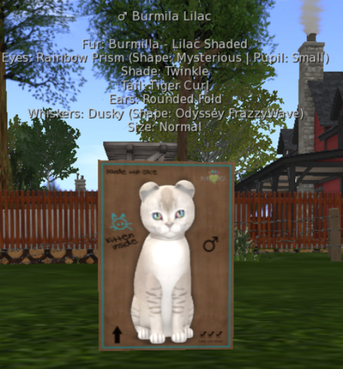 KittyCatS Box - Burmilla Lilac