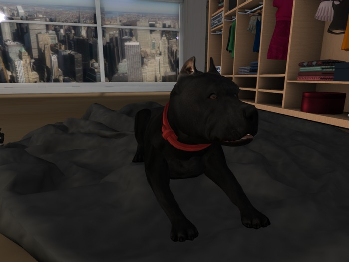 ULTIMATE BLACK PITBULL