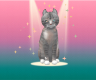KittyCatS Box - 9T M KittyCatS Box European Shorthair - Tuscan