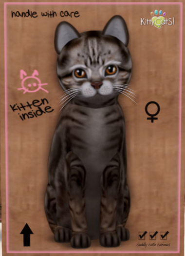 KittyCatS Box - American Shorthair - Tawny Tabby Girl