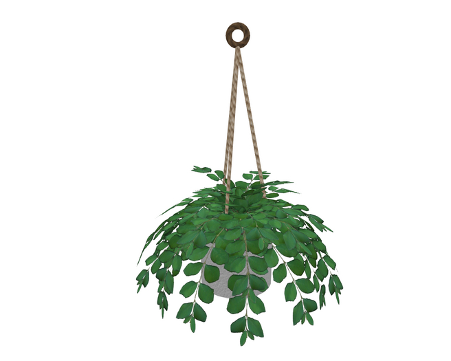 Hanging Planter Summer Plant