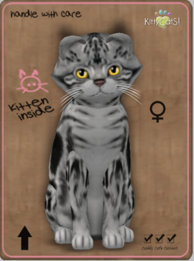 KittyCatS Box - American Shorthair - Silver Tabby Teacup Female