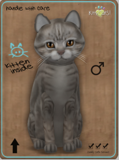 KittyCatS Box - American Shorthair - Blue Tabby MegaPuss Male