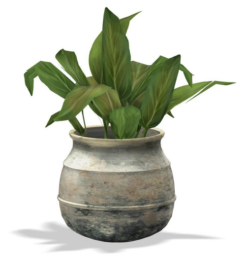 ionic : Tinaja ( plant )