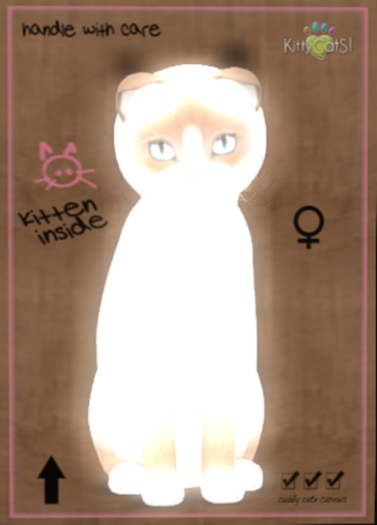 9T Kittycats Snowshoe - Cream (female)