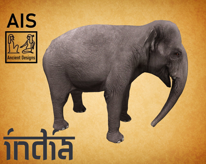 Asian Elephant female
