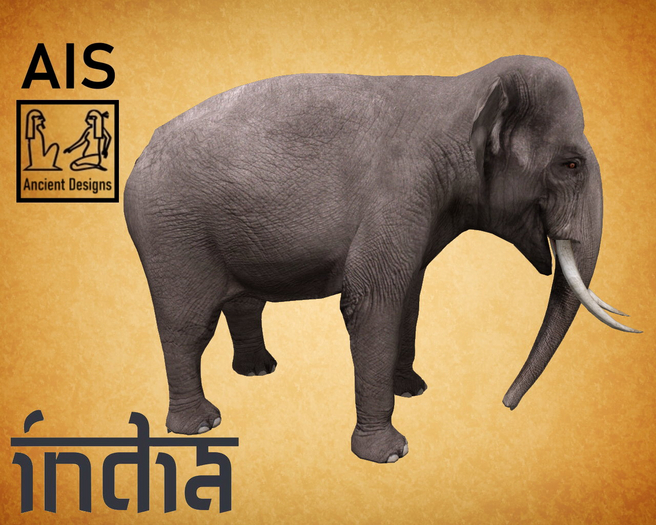 Asian Elephant male