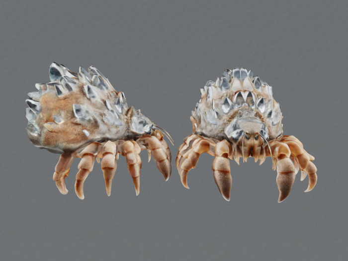 Crystal Sand Crab FULL PERM