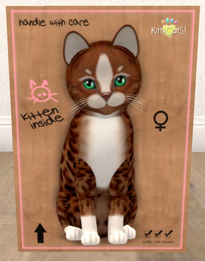 KittyCatS Box - New Born Kitten