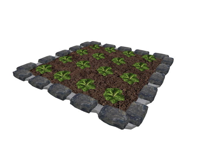 Vegetable Garden Lettuce