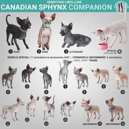 SEmotion Libellune Canadian Sphynx Companion COMMON 10
