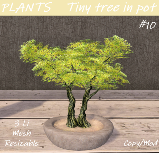 PLANTS - Tiny tree in pot #10