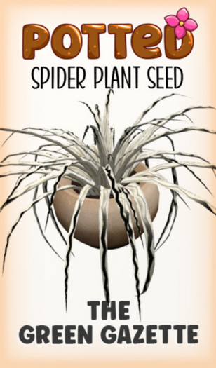 Potted: Spider Plant Seed: The Green Gazette
