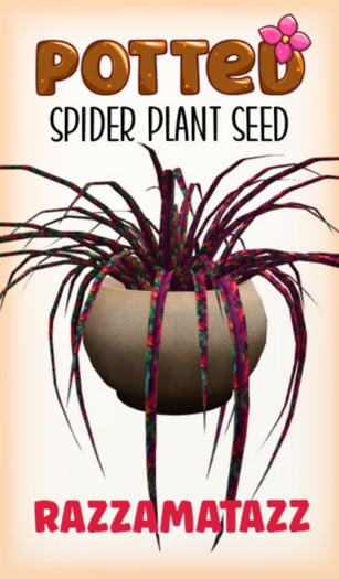 Potted: Spider Plant Seed: Razzamatazz
