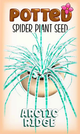 Potted: Spider Plant Seed: Arctic Ridge
