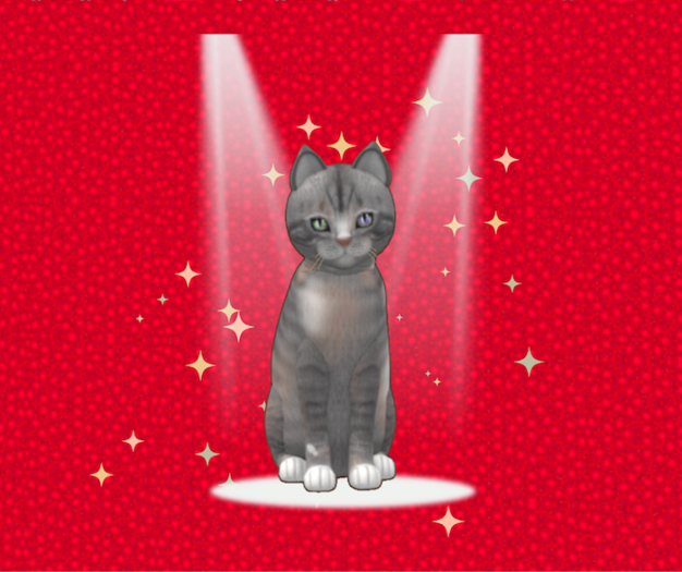 9T M KittyCatS Box - European Shorthair - Tuscan Terra  Odyssey Tuscan Dream
