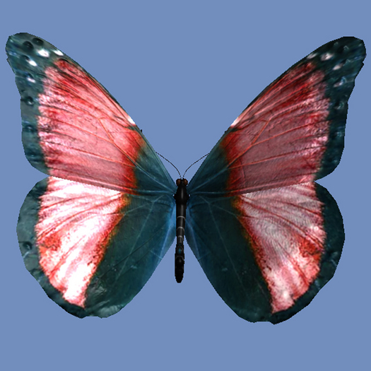 Second Life Marketplace - [CBB Egg] Celestial Butterfly Banded Cardinal ...