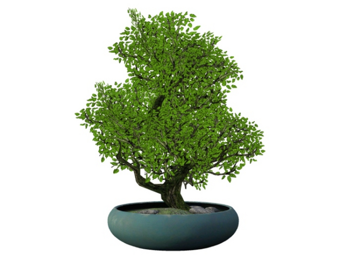Concept} *11. Ca'Pepe. Bonsai