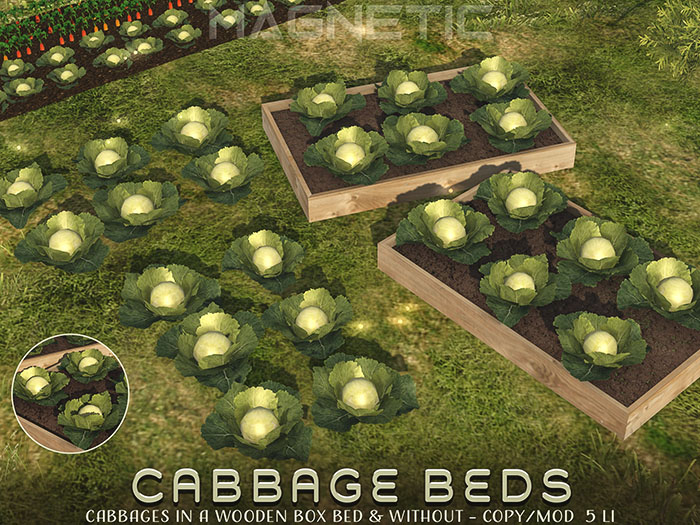 Magnetic - Cabbage Beds