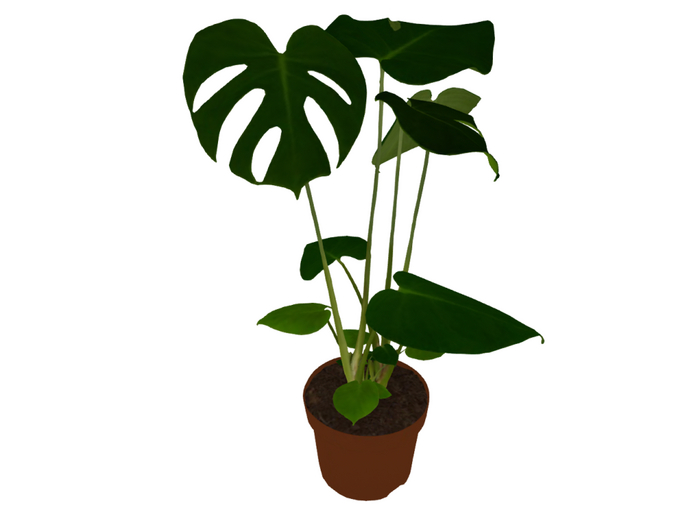 monstera plant