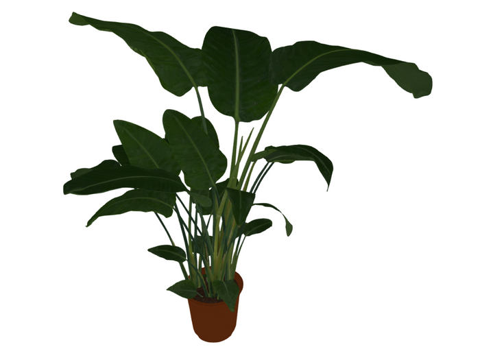 Strelitzia plant