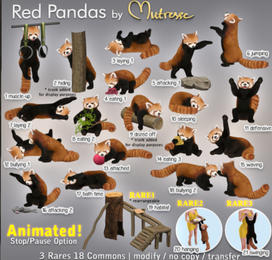 19 Mutresse - Habitat - Red Pandas RARE