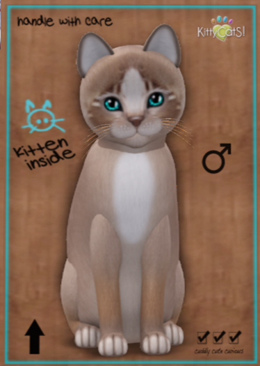 KittyCatS Box - Genesis - Mocha II Toy boy (updated)