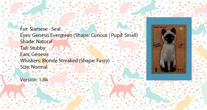 KittyCatS Box - Siamese - Seal