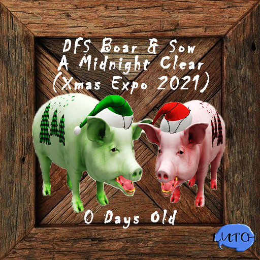 DFS BOAR & SOW A Midnight Clear (Xmas Expo 2021)